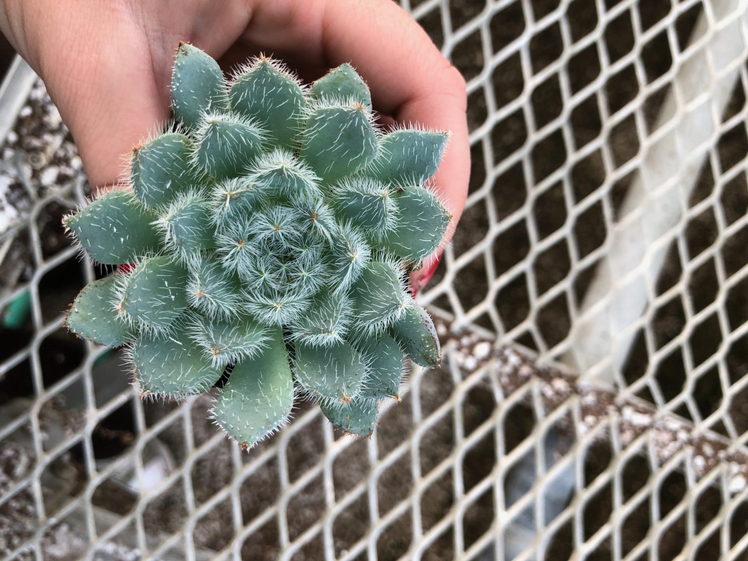 FrostHardy Succulents The Greenery Nursery