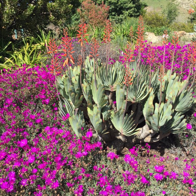 FrostHardy Succulents The Greenery Nursery