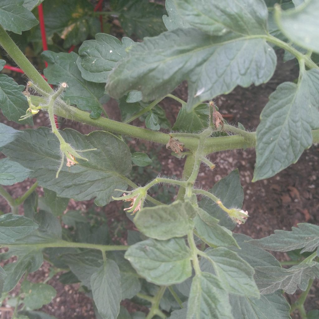 blossom-drop-on-tomatoes-the-greenery-nursery