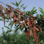 spray for fire blight on apple trees spray for fire blight on apple trees