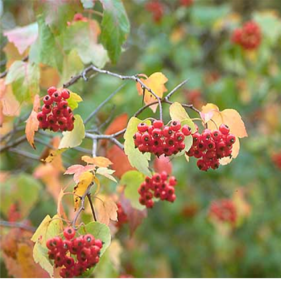 Washington Hawthorn Berries with fall colored leaves