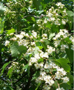 Washington Hawthorn Flowers