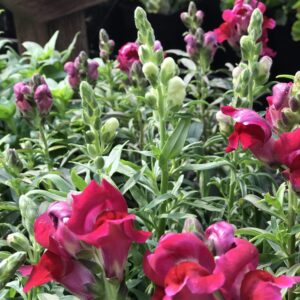 Rosy colored Snapdragons in bloom