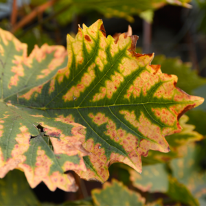 Chlorosis and burn on leaf