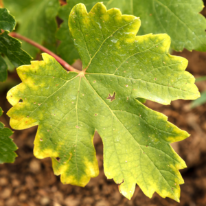 Chlorosis on Grape Leaf