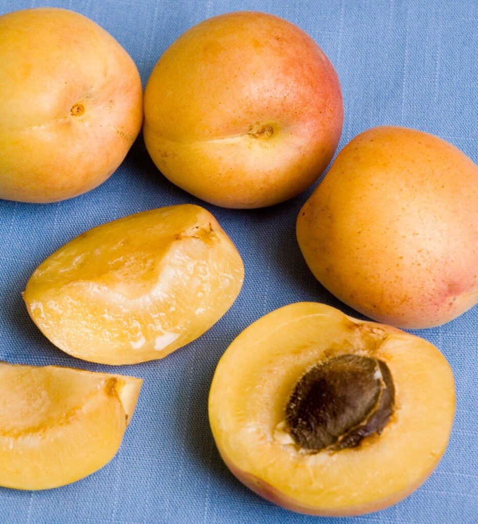 CotNCandy Aprium 'R' I.S. Apricot Yrlg on Citati The Greenery Nursery