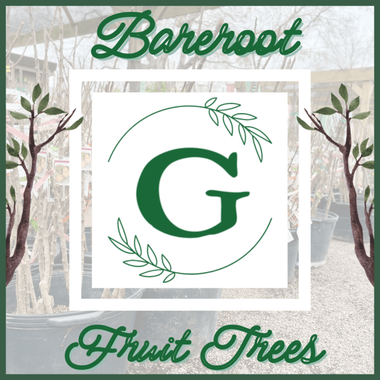 3n1 Pluot, Flavor KingFl.QFl.SDD on Citation The Greenery Nursery