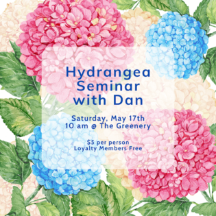 Hydrangea Seminar with Dan