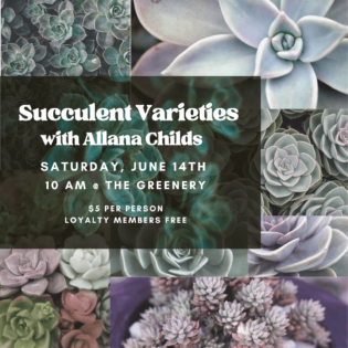 Succulent Varieties with Allana Childs