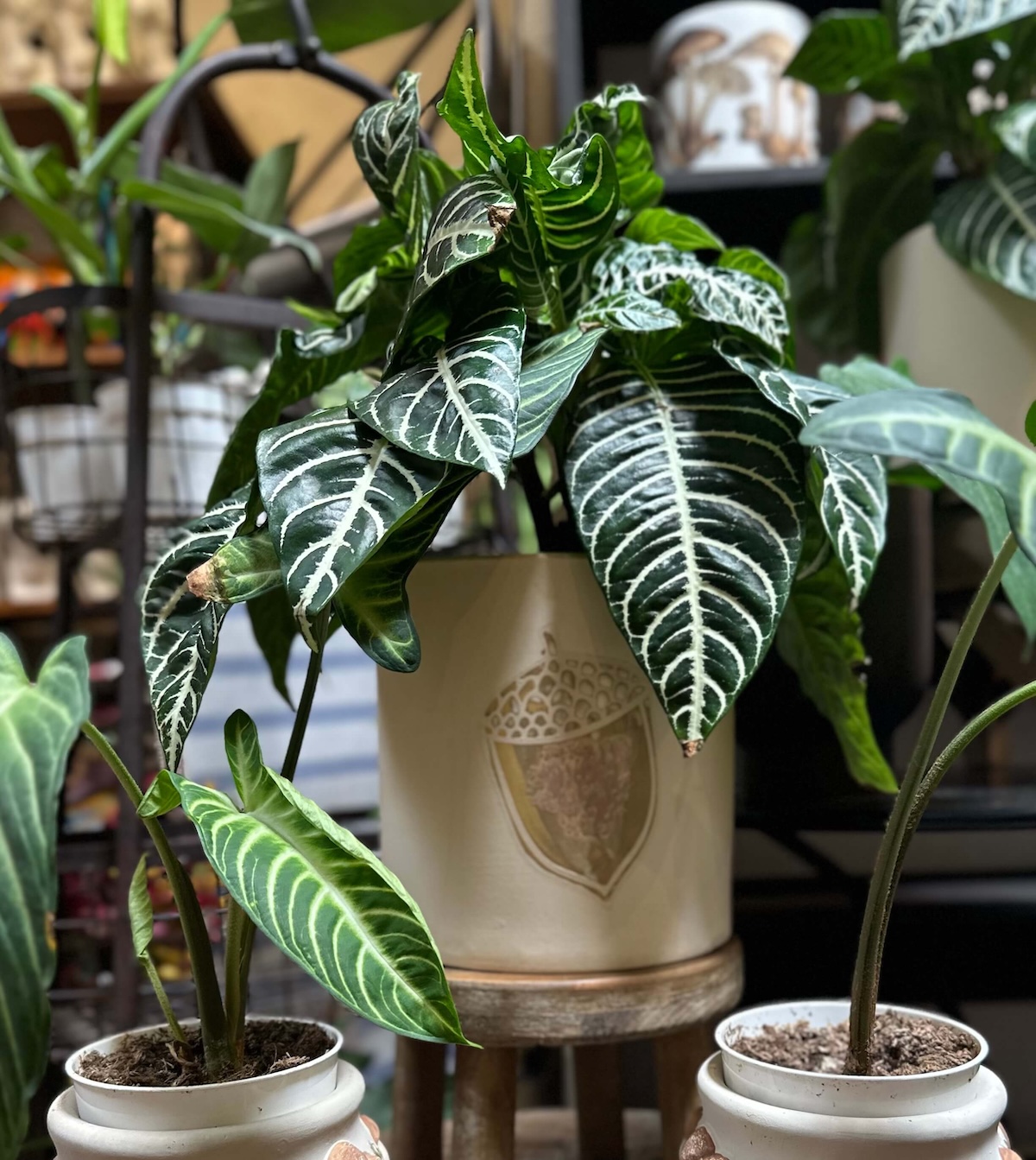 greenery_nursery_3 greenery_nursery_3