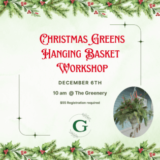 Christmas Greens Hanging Basket Workshop