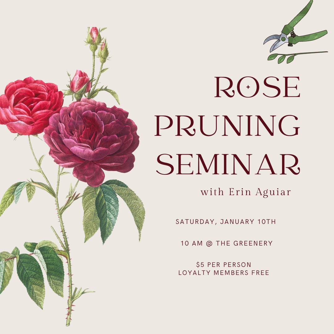 greenery_rose_pruning