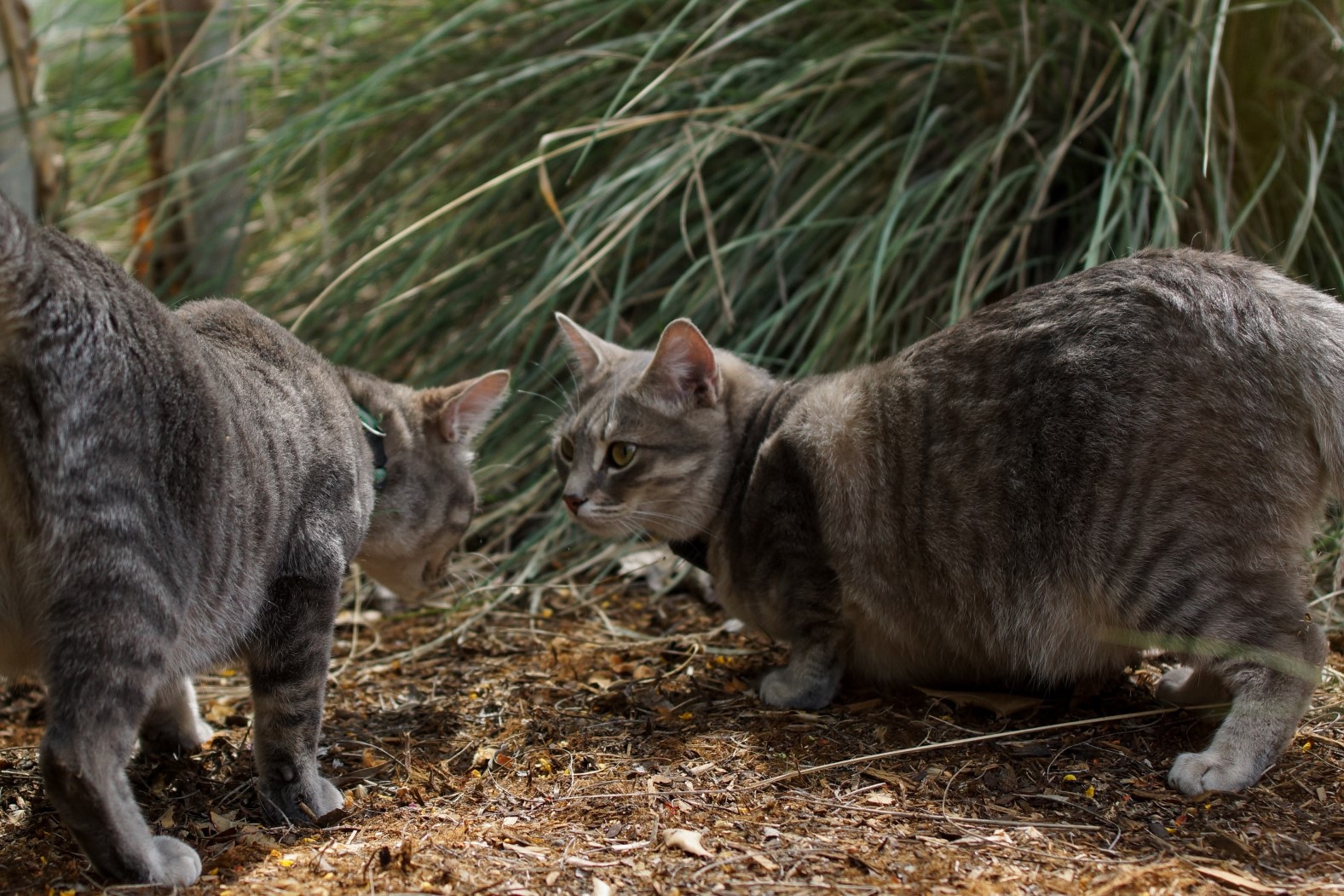 greenery_cats