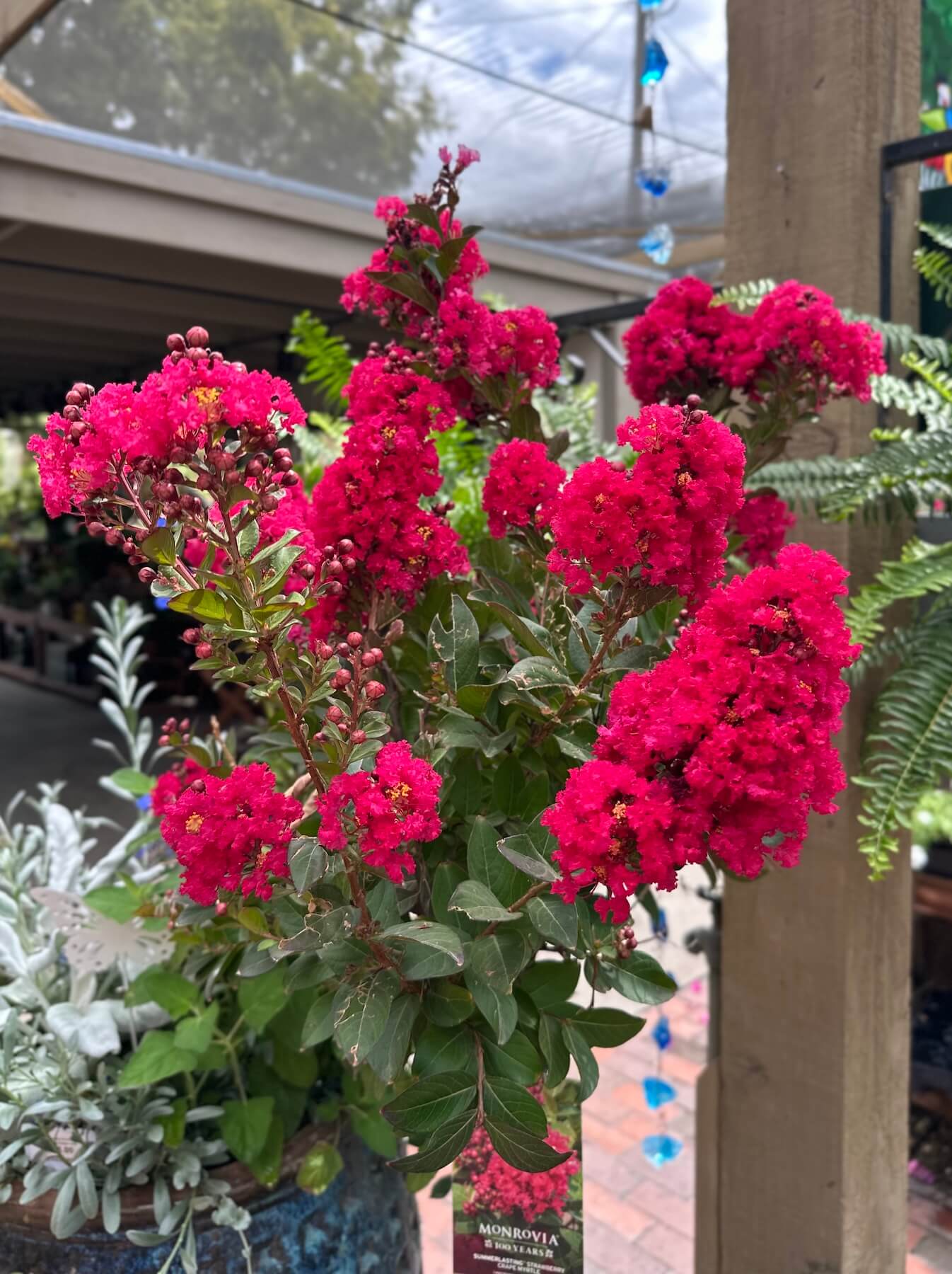 Crape Myrtle